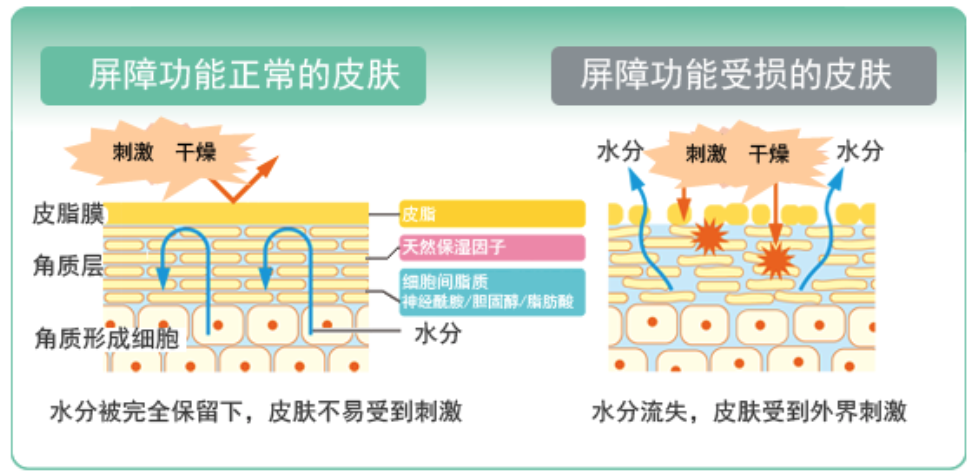 干、癢、紅、腫？別慌涂護膚品，先看看皮膚屏